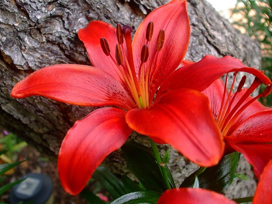 Lily Seeds for Planting Lilium Asiatic flower bed border garden