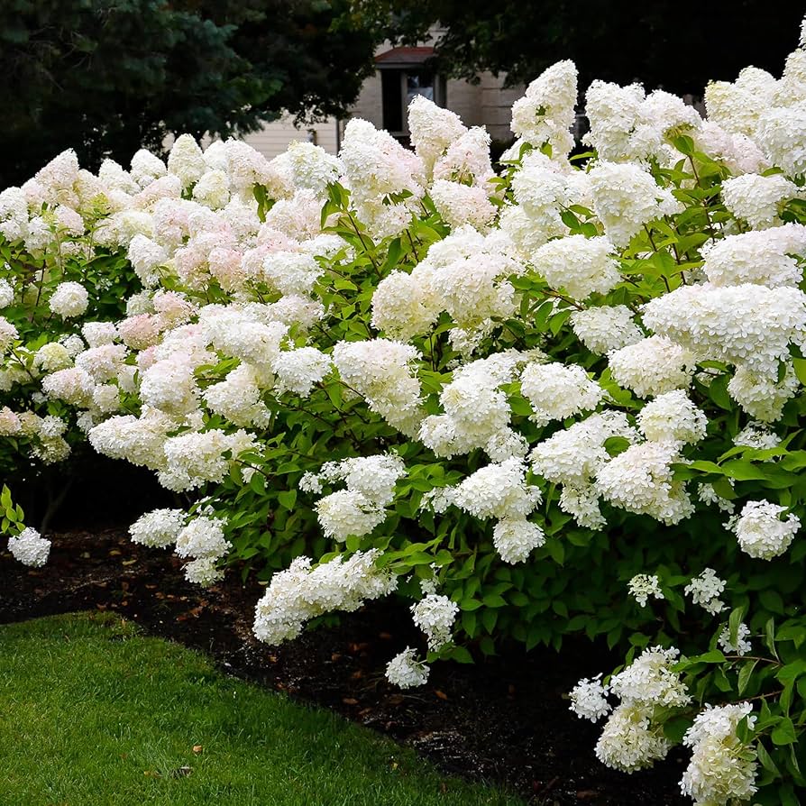 Hydrangea Paniculata Seeds for Planting Hydrangea paniculata for ornamental gardens and flower beds