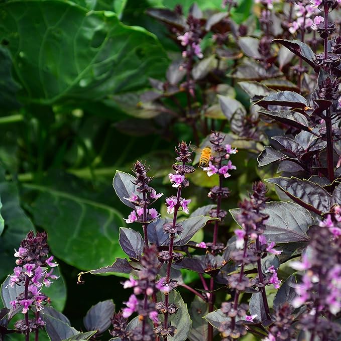 Dark Opal Basil Seeds for Fragrant, Purple Basil