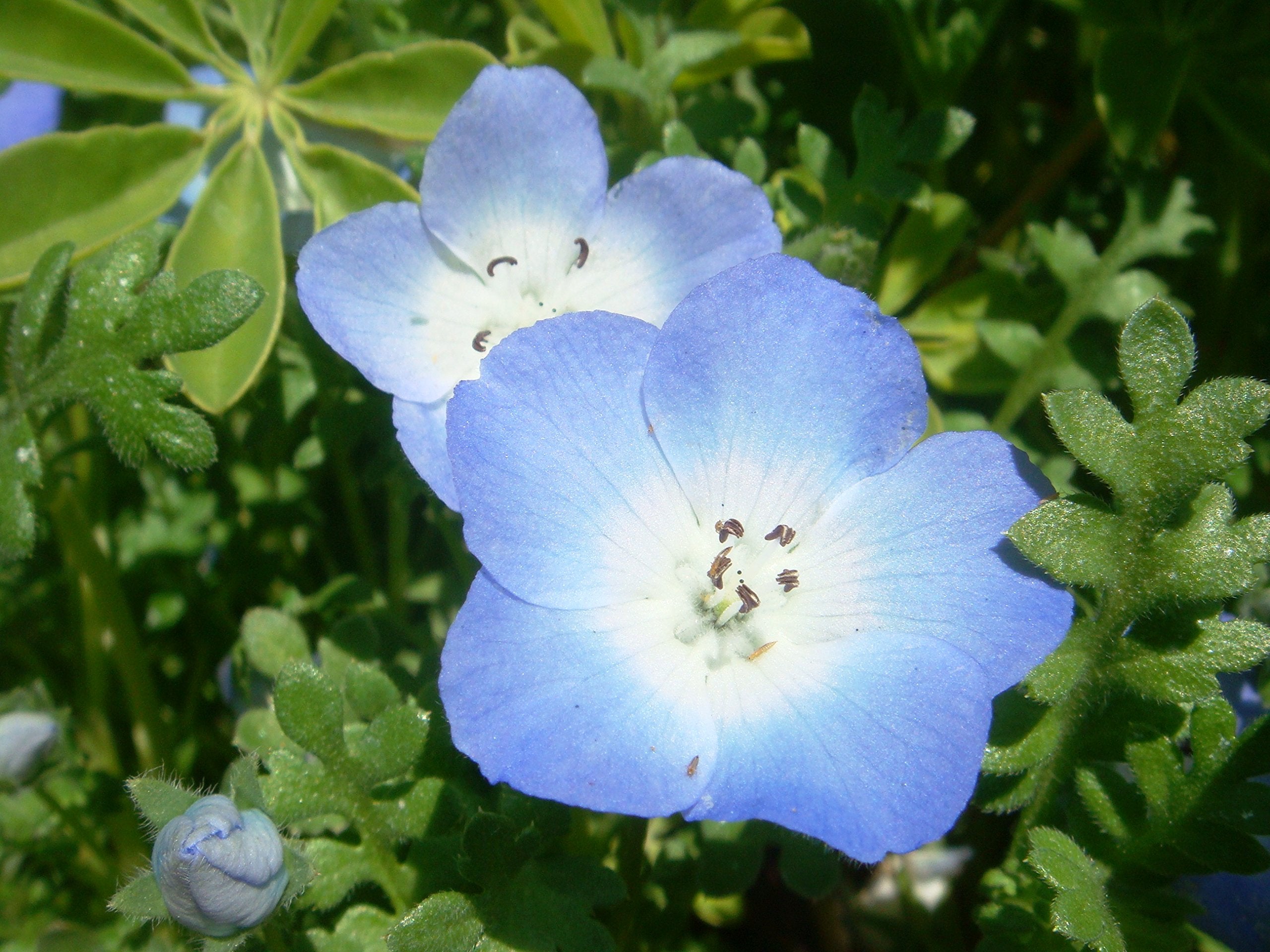 Baby Blue Eyes Nemophila menziesii Seeds for Planting - Ideal for Flower Bed & Urban Garden