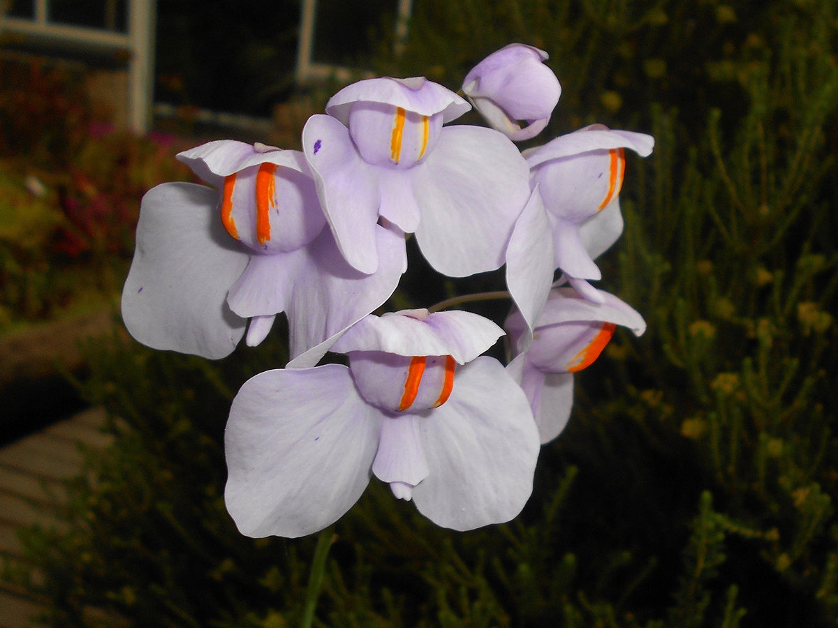 Utricularia Flower seeds for Planting - Cottage Garden Essential, Heirloom & GMO Free Seeds for Home Garden
Sale seeds for planting in home garden