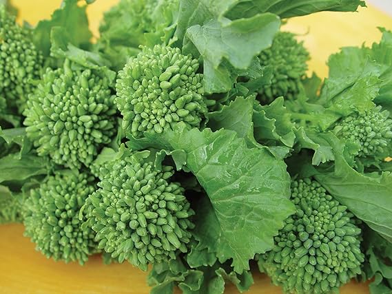 Broccoli Raab Seeds for Healthy Green Vegetables