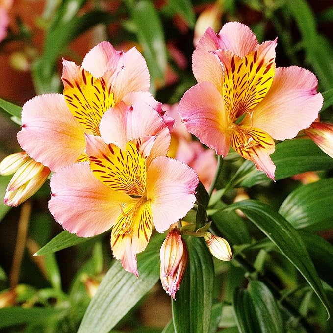 Peruvian Lily Alstroemeria spp. Seeds for Planting in Flower Bed & Garden