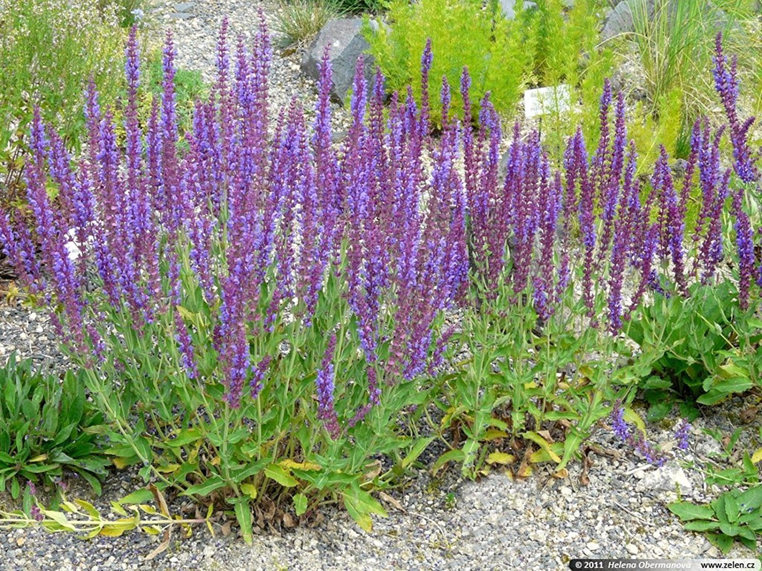 Lophantus Seeds for Planting - Ideal for Flower Bed & Urban Garden