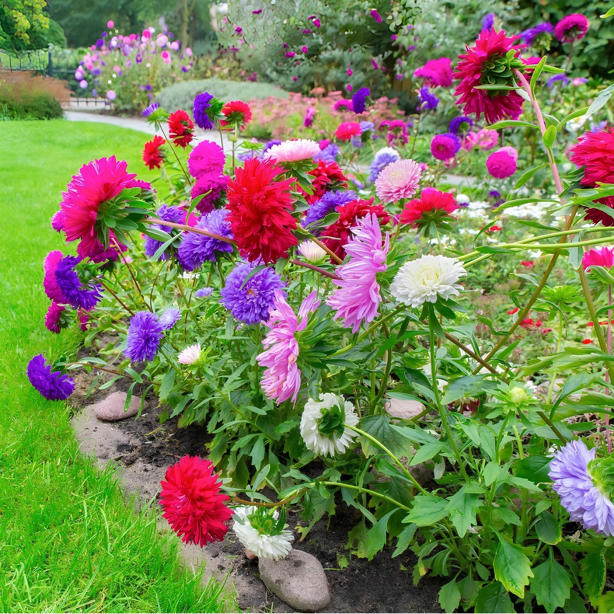 MultiColour Aster Flower Seeds for Planting Seasonal Bloomer Heirloom & GMO Free Seeds for Home Garden
Sale