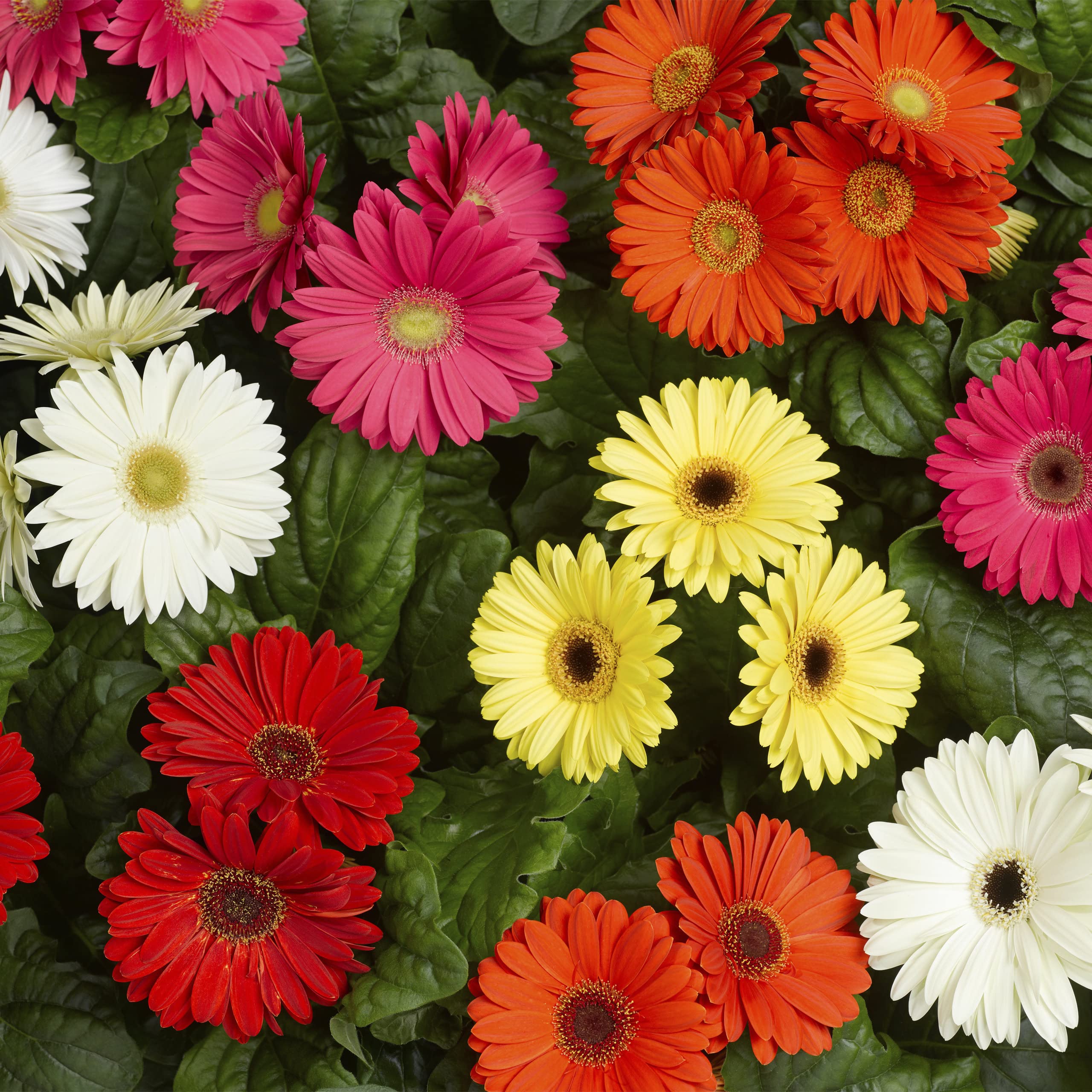 Gerbera Daisy Gerbera jamesonii Mixed Flower Seeds for Planting in Flower Bed
