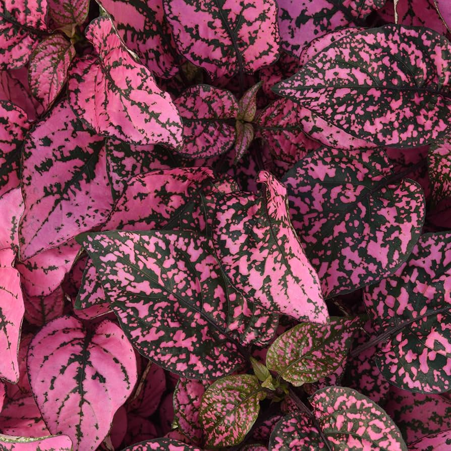 Hypoestes Splash Pink Seeds for Planting Indoor Pots Shade Garden