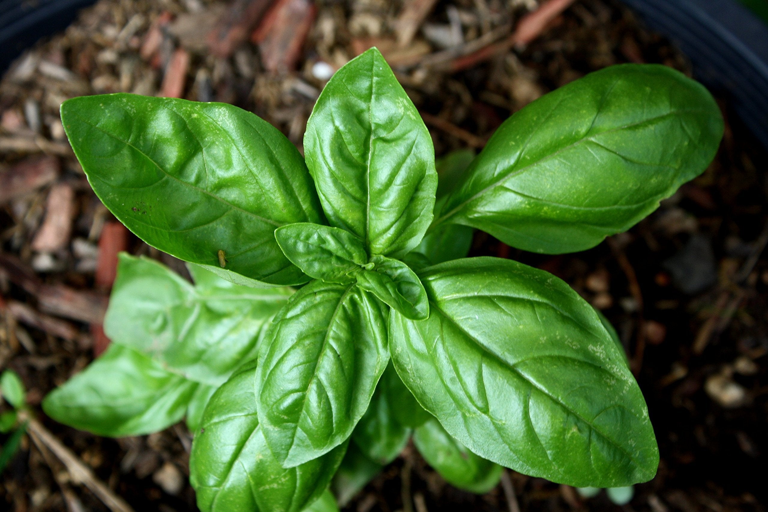 Italian Classic Basil Ocimum basilicum Plant Seeds for Planting in Herb Garden