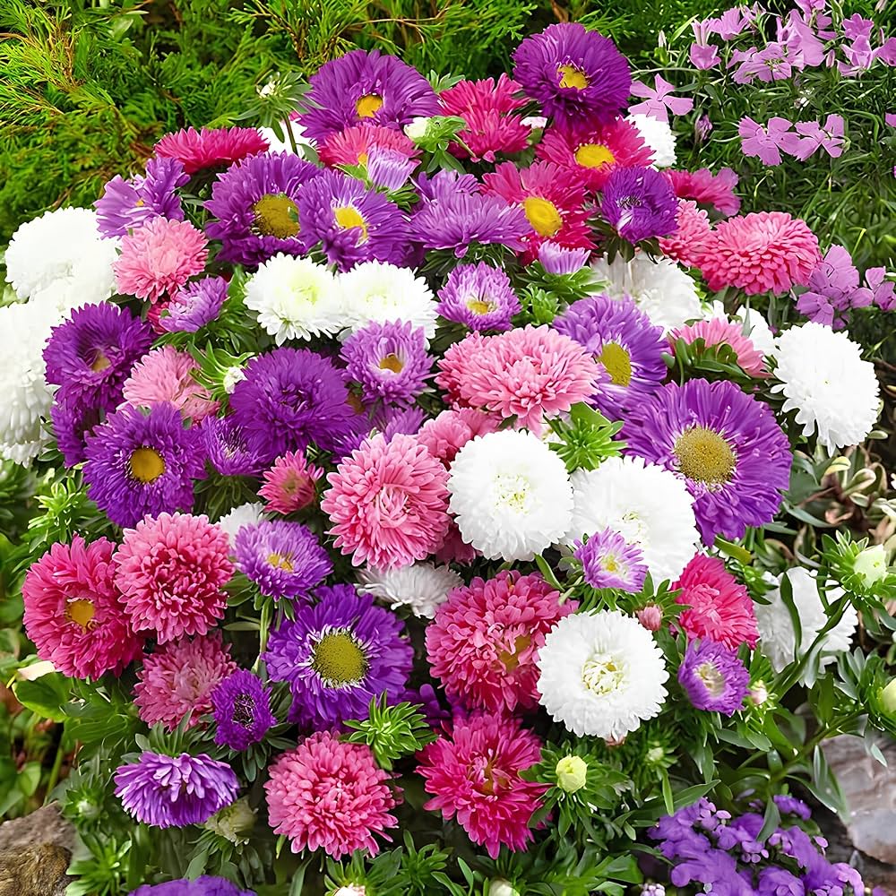 Deep Purple Chrysanthemum Flower seeds for Planting - Pollinator Friendly, Heirloom & GMO Free Seeds for Home Garden