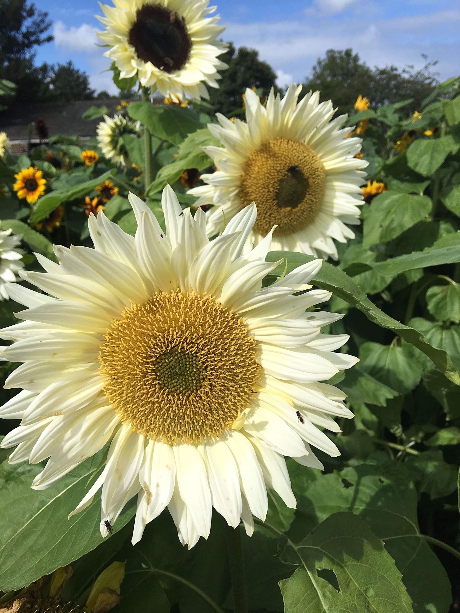White Sunflower Flower seeds for Planting - Seasonal Bloomer, Heirloom & GMO Free Seeds for Home Garden