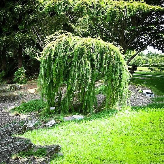 Weeping Larch Tree Seeds For Planting: Embrace The Elegance Of Unique Deciduous Trees In Your Garden