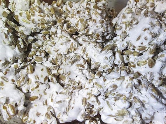Mushroom Plant Rungia klossii Seeds for Planting in Herb Garden