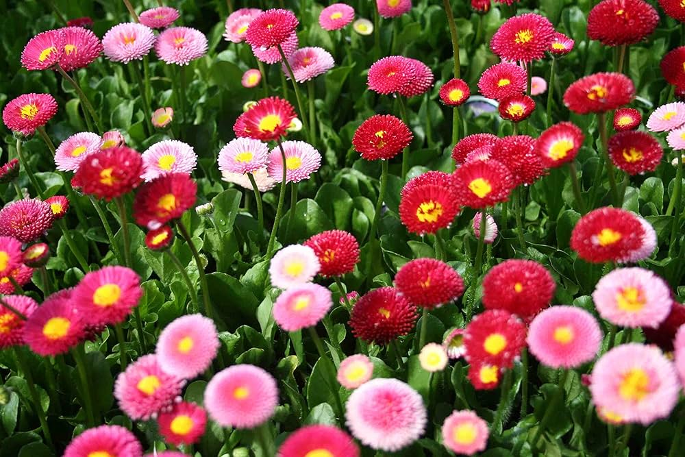 Rainbow Daisy Bellis perennis Seeds for Planting - Ideal for Flower Bed & Home Garden