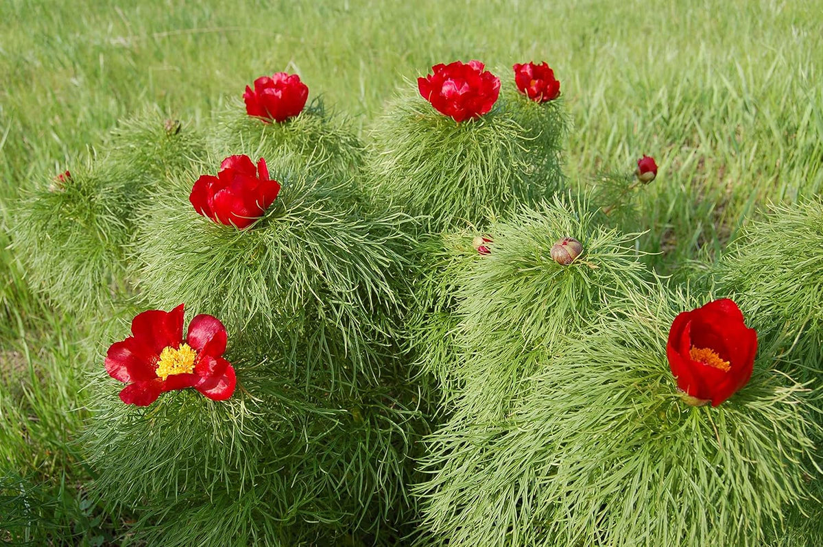 Paeonia Tenuifolia Flower seeds for Planting - Shade Tolerant, Heirloom & GMO Free Seeds for Home Garden
Sale seeds for home garden