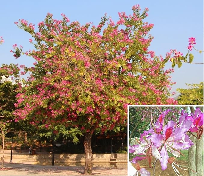 Orchid Flower Tree Orchidaceae spp. Seeds for Planting in Tropical Garden & Home