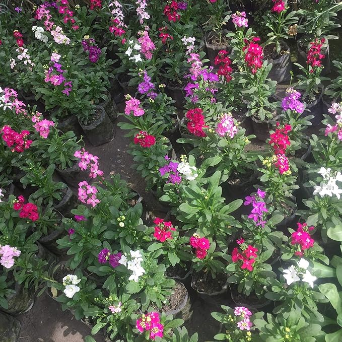Sera Stock Matthiola Hot Cakes Flower Seed for Plantings for Planting Mix for Colorful, Fragrant Blooms Heirloom Non-GMO