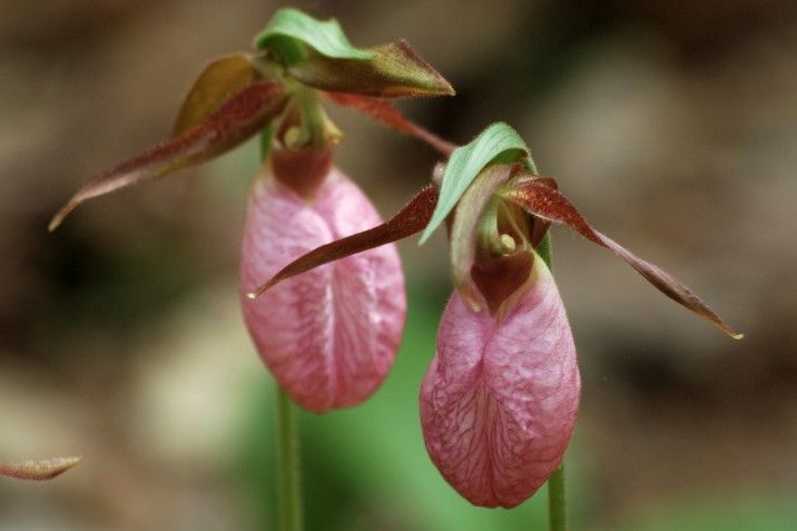 Pink Cypripedium Acaule Flower seeds for Planting - Shade Tolerant, Heirloom & GMO Free Seeds for Home Garden