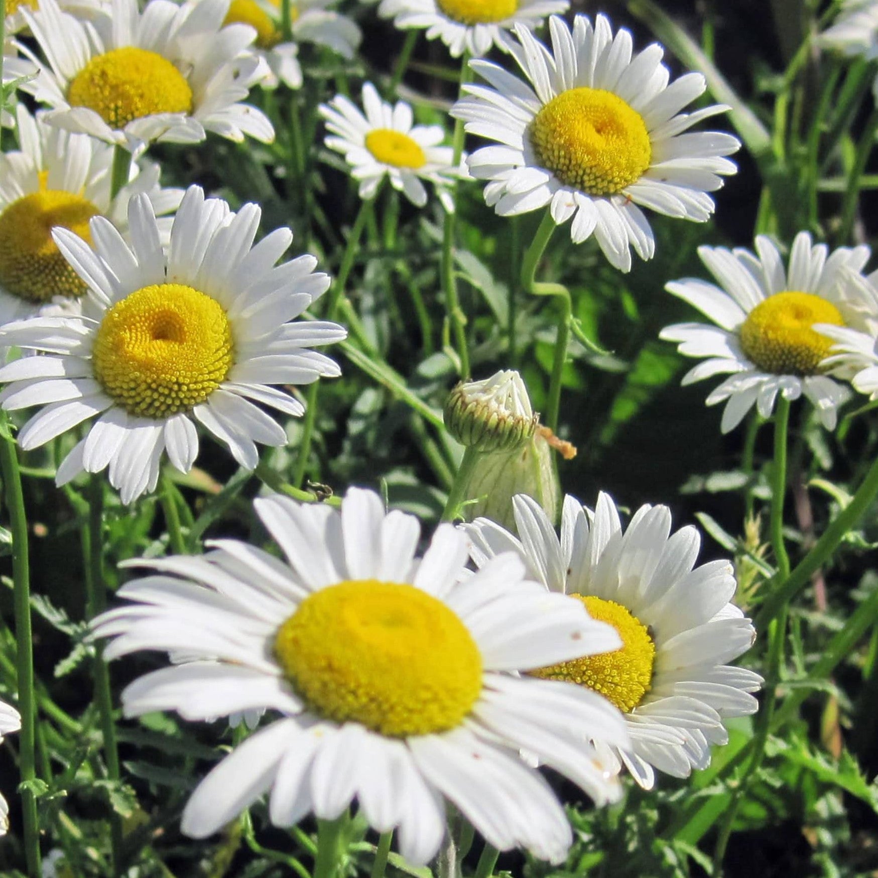 White Leucanthemum Flowers - Seeds for Flourishing Blooms