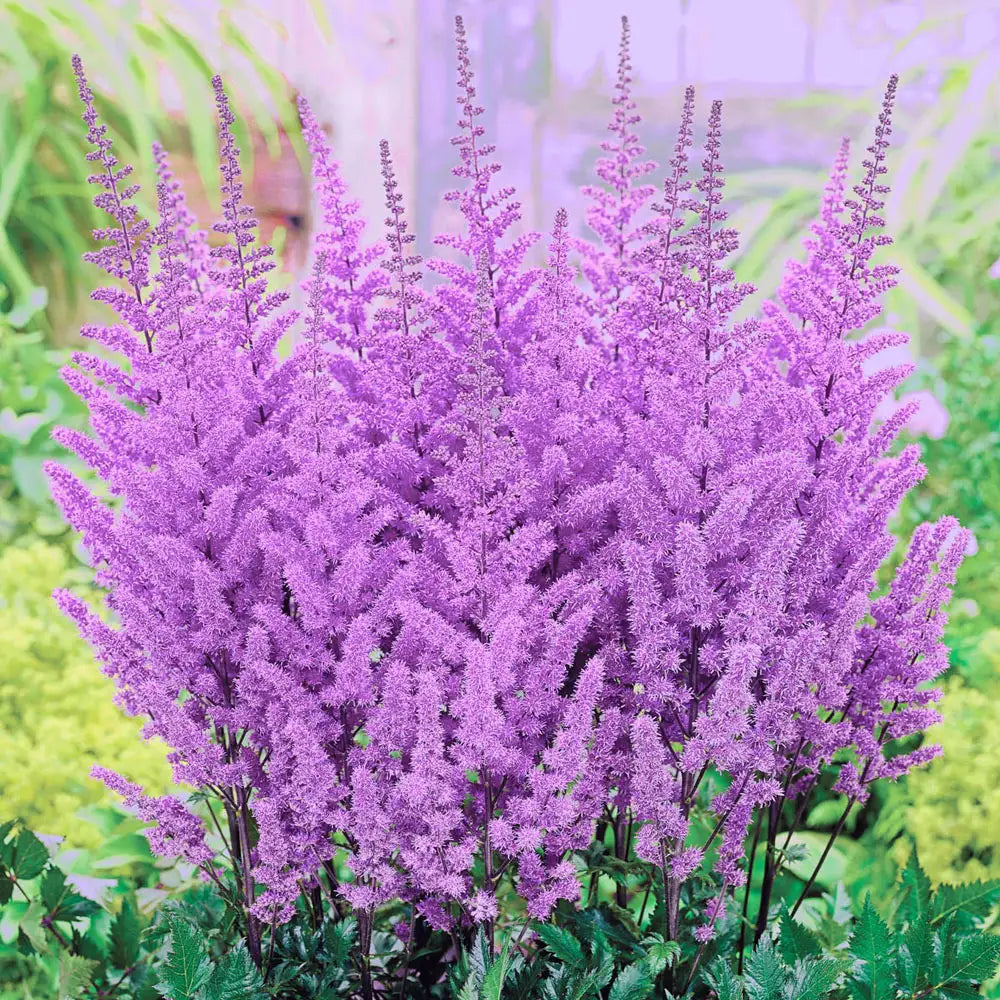 Violet Astilbe Flower Seeds for Planting Compact Growth Heirloom & GMO Free Seeds for Home Garden
Sale