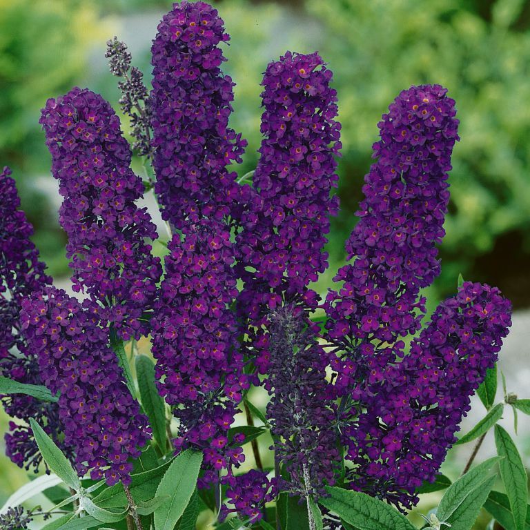 Purple Buddleja Flower seeds for Planting - Pollinator Friendly, Heirloom & GMO Free Seeds for Home Garden