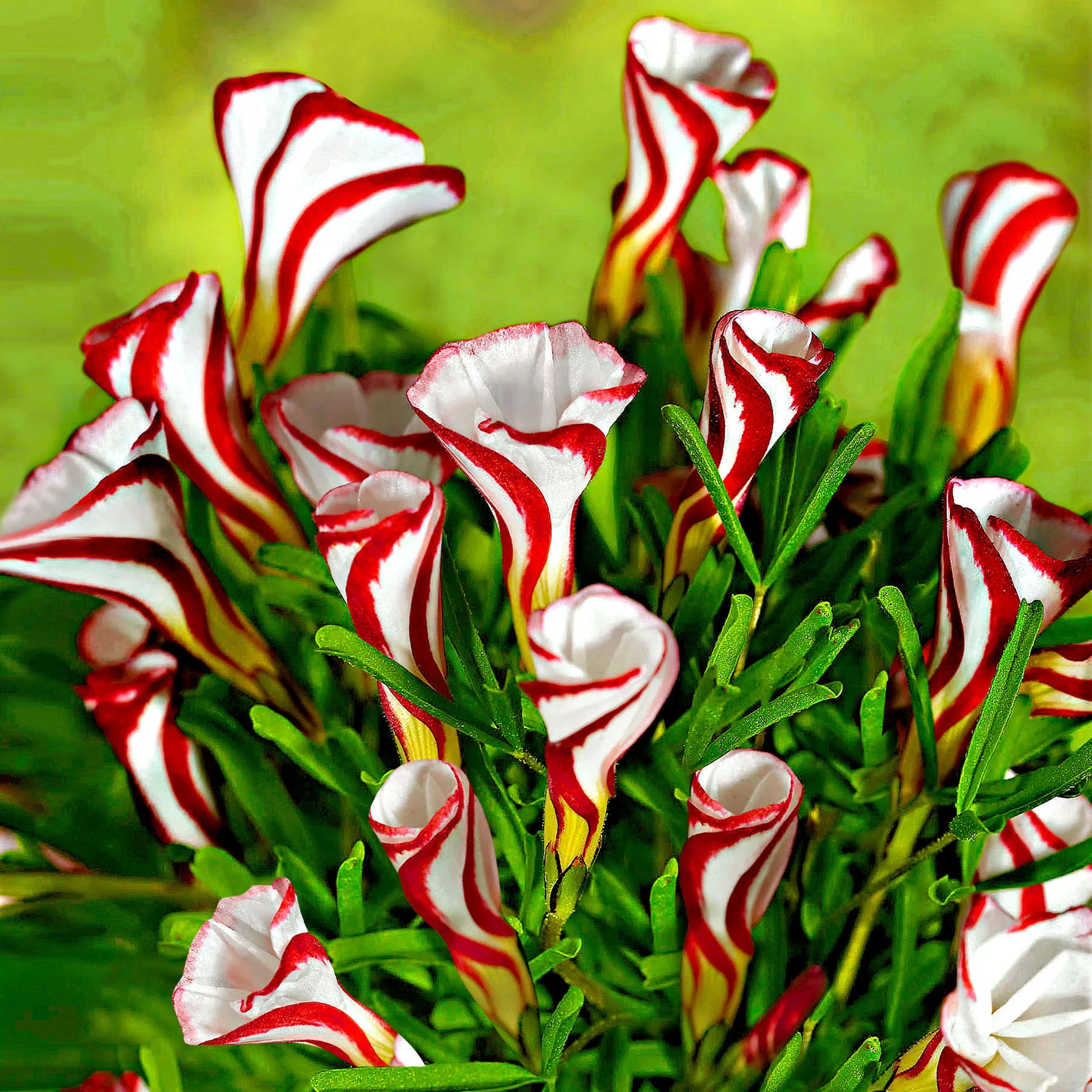 Oxalis Versicolor Flower seeds for Planting - Cottage Garden Essential, Heirloom & GMO Free Seeds for Home Garden