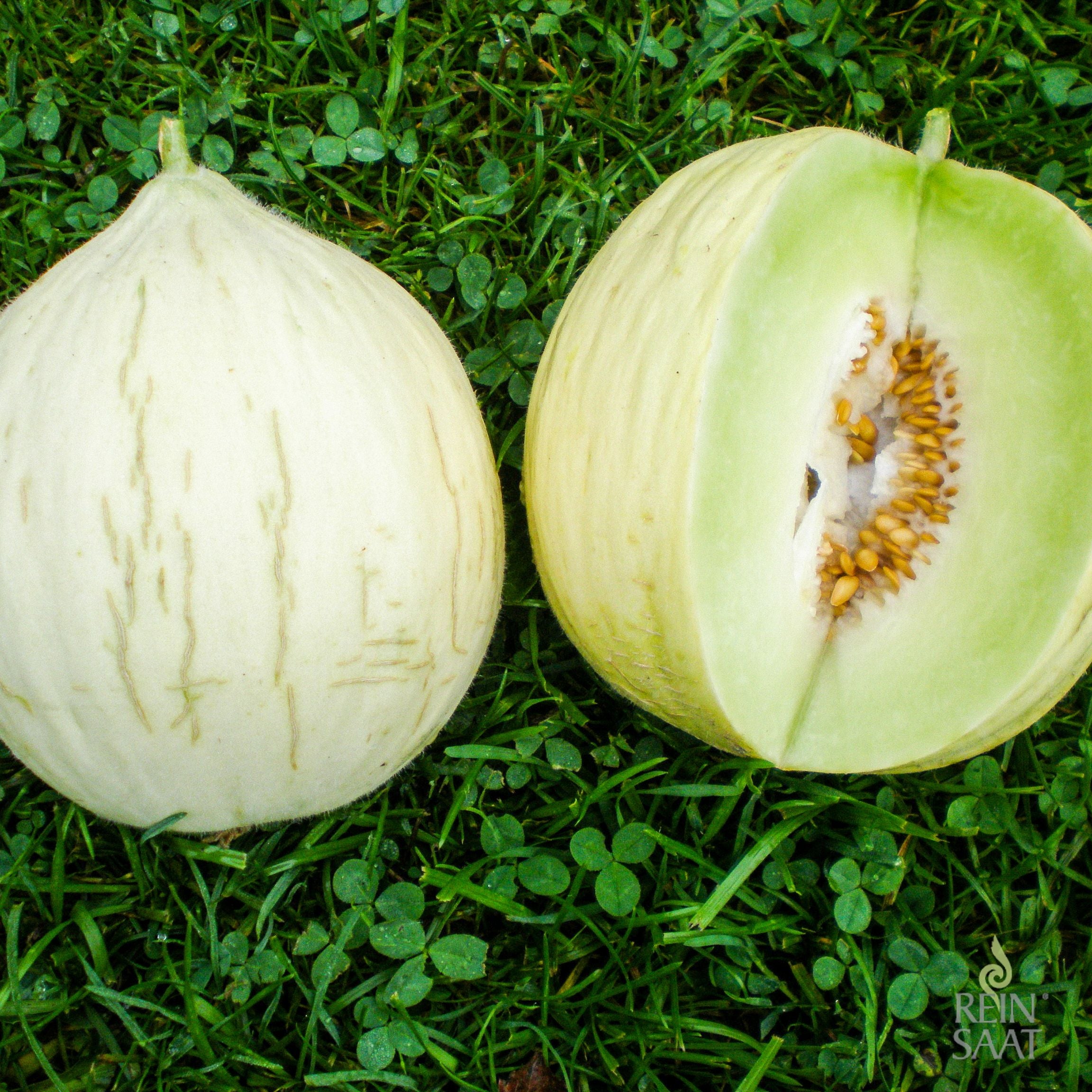 Pflanz Jumbo-Melone-Samen