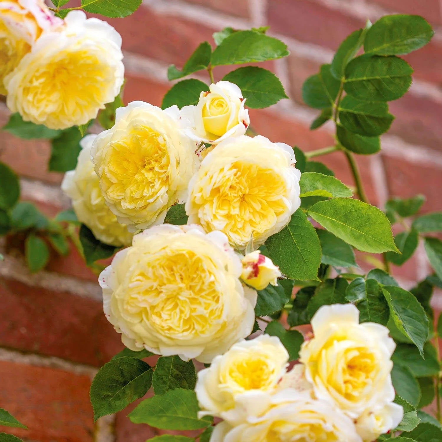 Light Yellow Climbing Rose Seeds for Planting - Beautiful Garden Climber Roses Heirloom Non-GMO Seeds