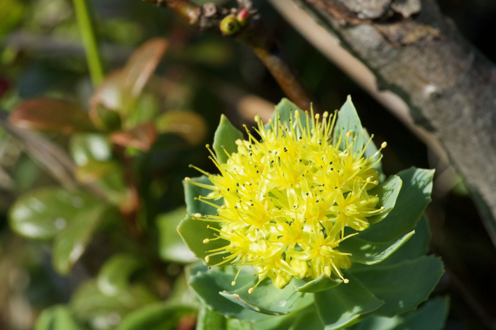 Rhodiola Rosea Flower seeds for Planting Easy to Grow Heirloom & GMO Free Seeds for Home Garden
