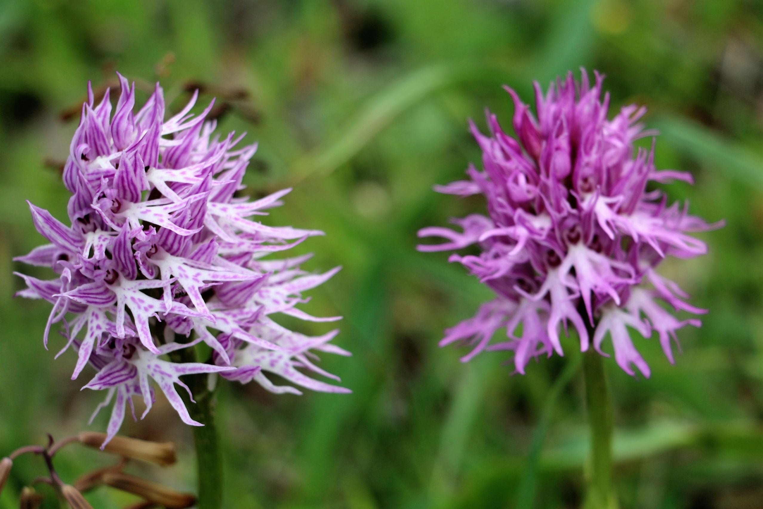 Orchis Italica Flower seeds for Planting - Compact Growth, Heirloom & GMO Free Seeds for Home Garden