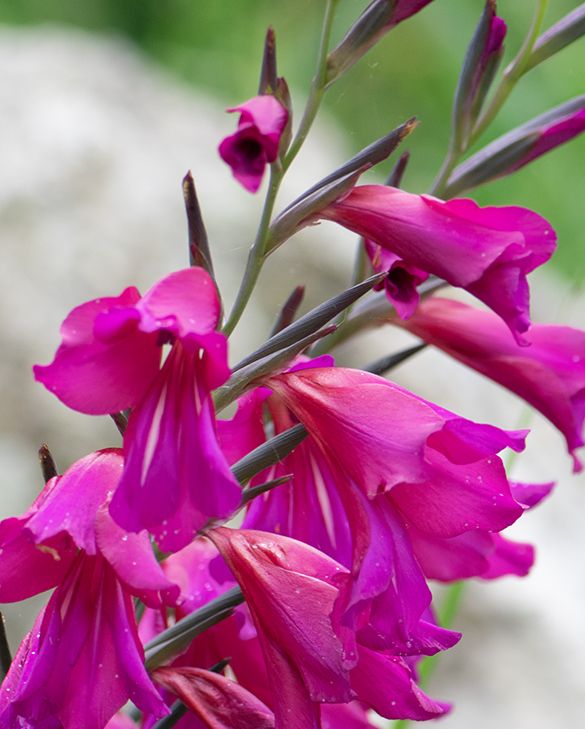 Pulcherrimum Flower seeds for Planting - Long Bloom Season, Heirloom & GMO Free Seeds for Home Garden