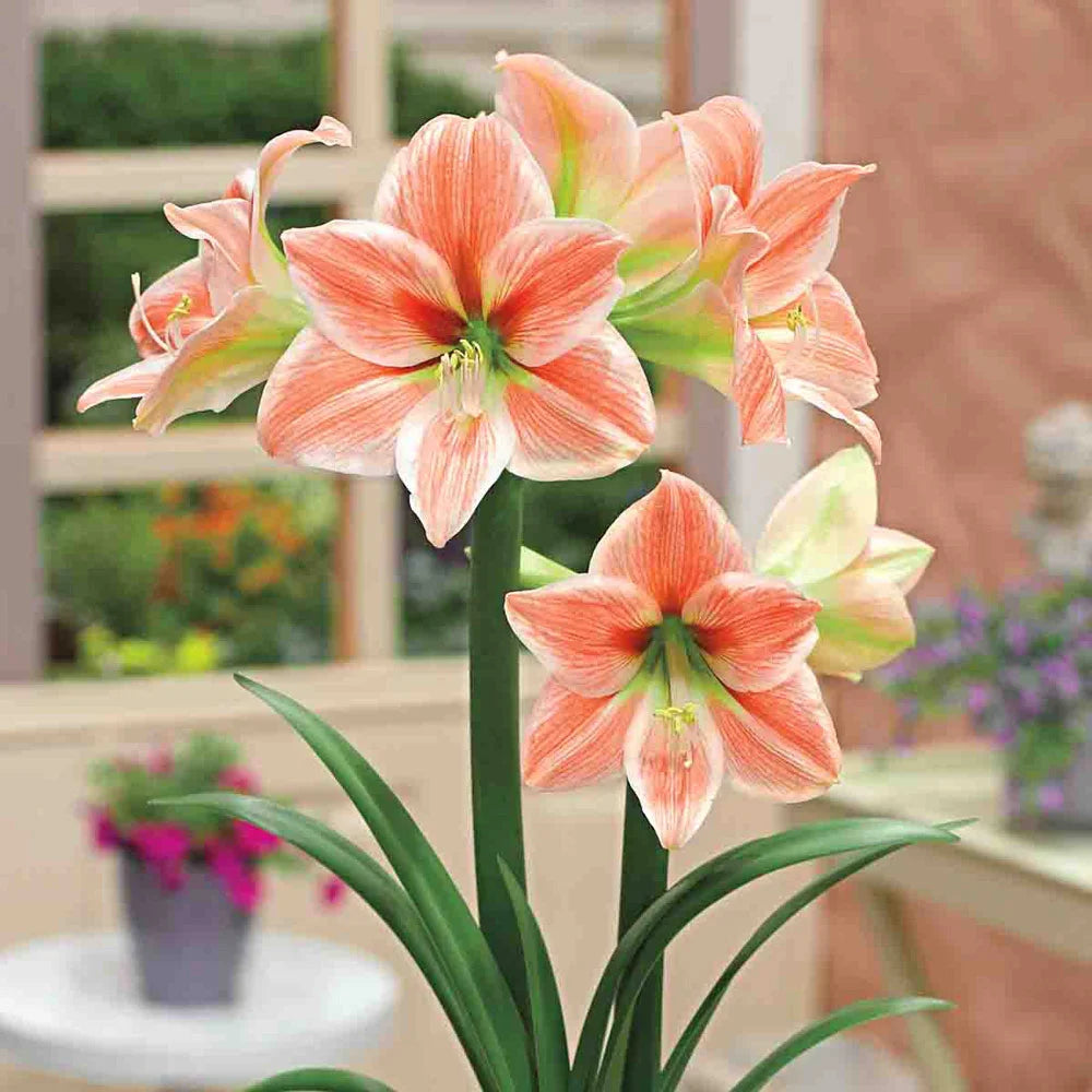 White Orange Amaryllis Flower seeds for Planting - Bright Blooms, Heirloom & GMO Free Seeds for Home Garden