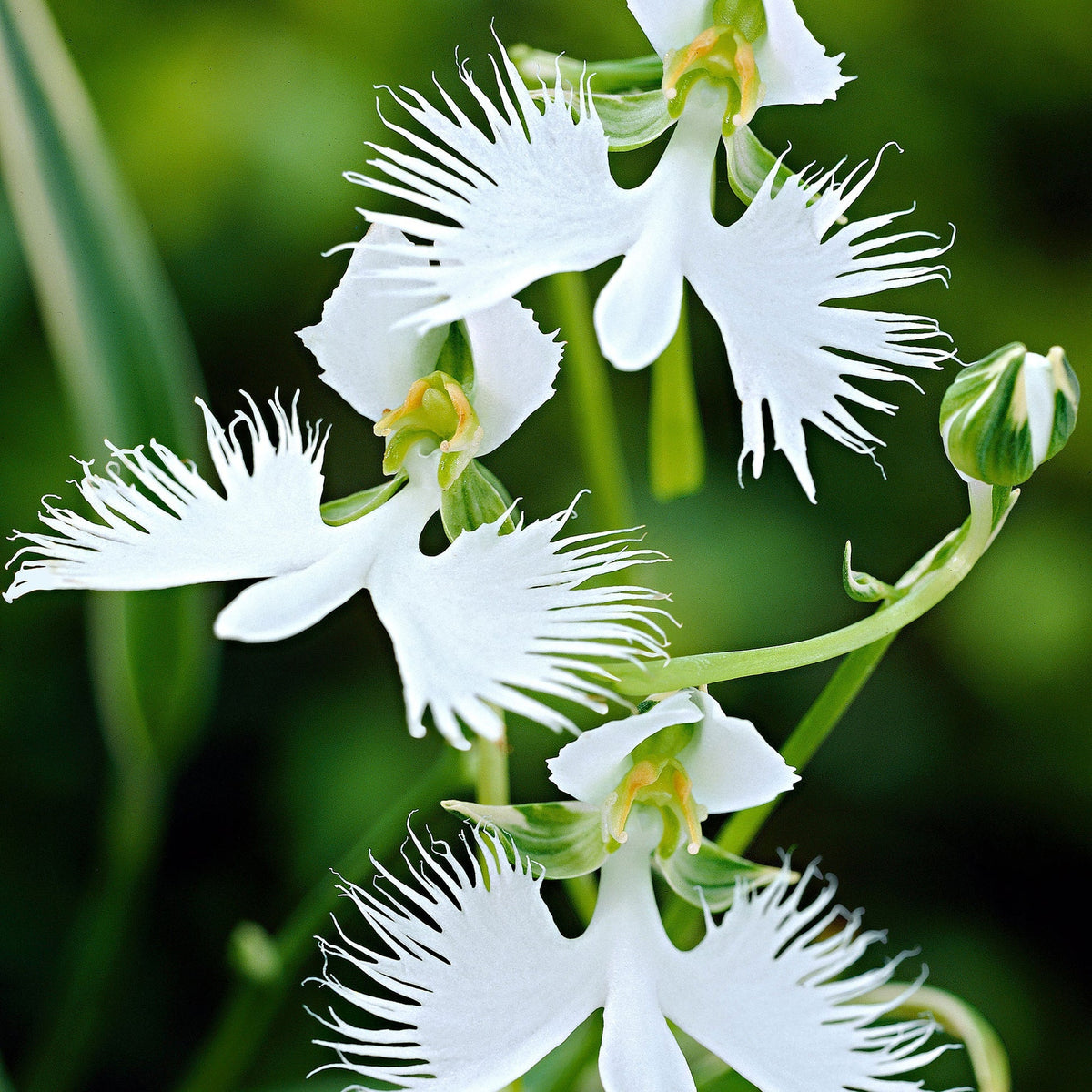 White Orchid Garden Terrace Flower seeds for Planting - Cut Flower Favorite, Heirloom & GMO Free Seeds for Home Garden
Sale seeds for planting in home garden