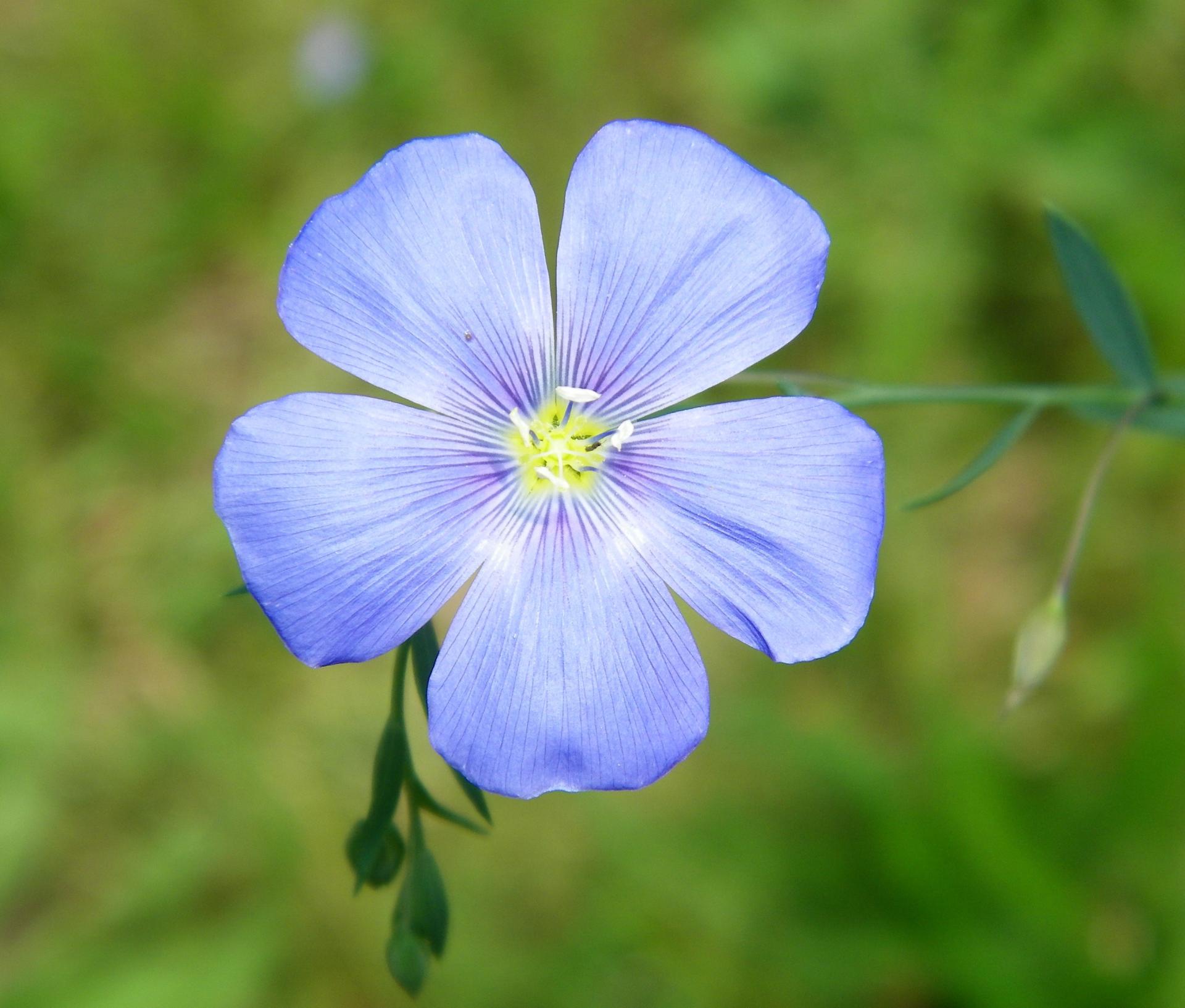 Blue Linum Lewisii Flower seeds for Planting - Bright Blooms, Heirloom & GMO Free Seeds for Home Garden Sale