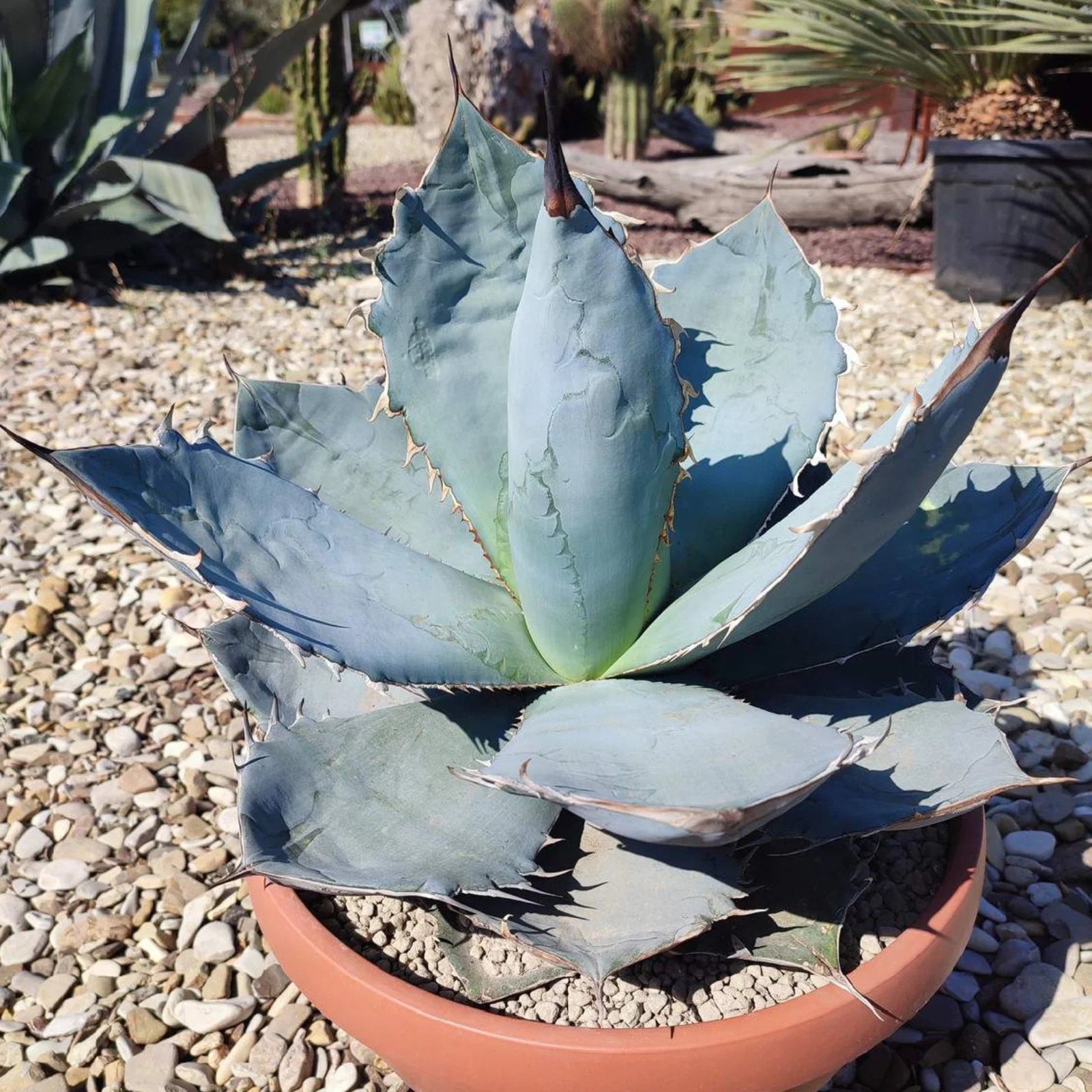 Blue Agave Titanota Seeds for Planting | Hardy Succulent Seeds