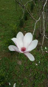 Yulan Flower Seeds White Planting Instructions