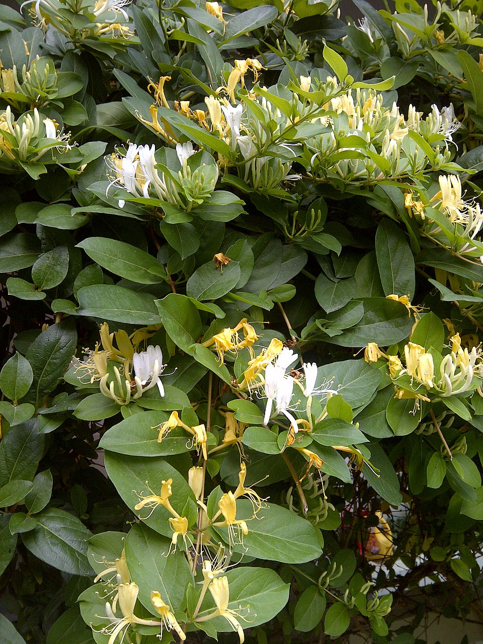 Honeysuckle Lonicera Seeds for Planting - Vibrant Flowering Plant