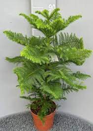 Majestic Araucaria Plant Seeds For Planting