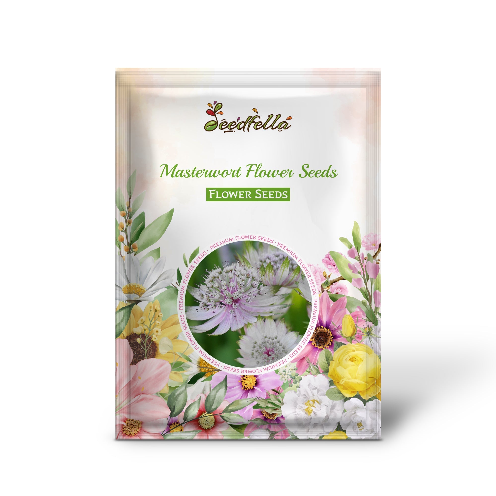 Masterwort Flower Seeds for Planting - Stunning Perennial Blooms