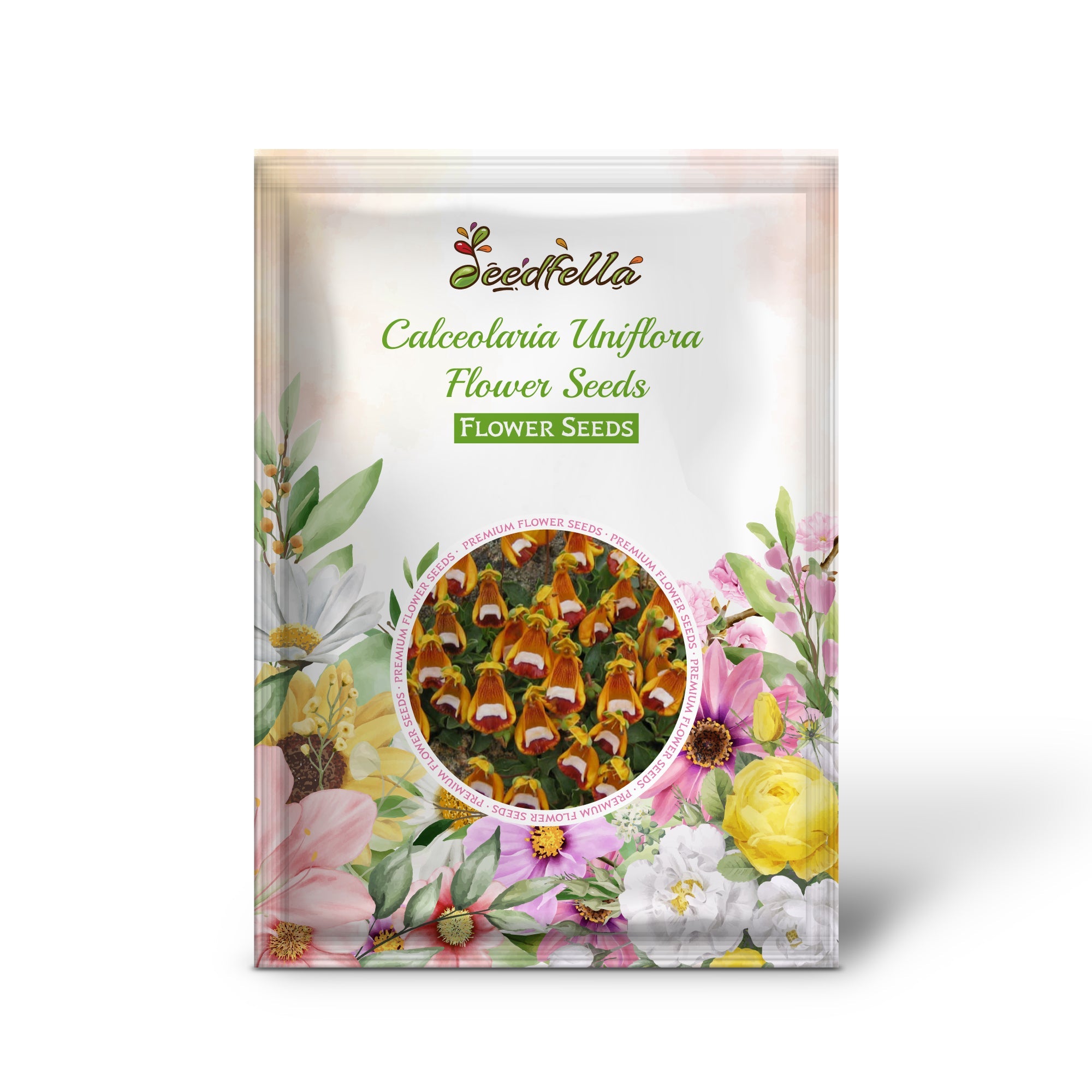 Calceolaria Uniflora Flower Seeds for Planting Unique and Vibrant Blooms