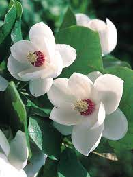 Yulan Flower Seeds White Planting Instructions