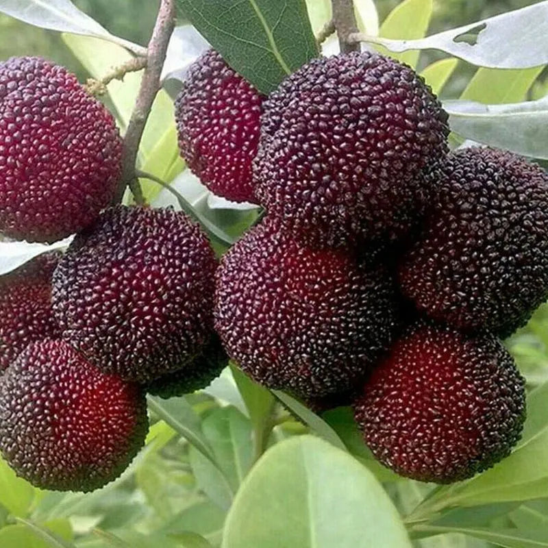 Black Myrica Rubra Seeds for Planting | Premium Fruit Seeds