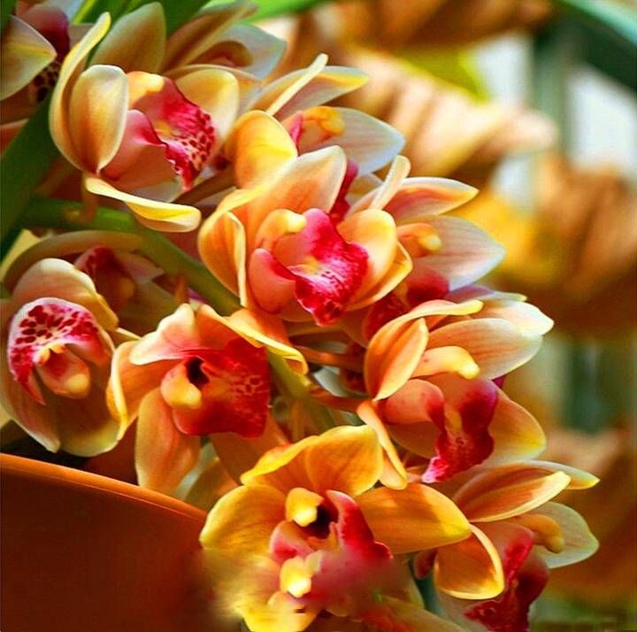Multi Color Cymbidium Maxillaria Flower Seeds for Planting Fragrant Blossoms Heirloom & GMO Free Seeds for Home Garden
Sale