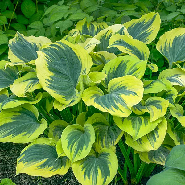 Green Hosta Flower seeds for Planting - Long Bloom Season, Heirloom & GMO Free Seeds for Home Garden