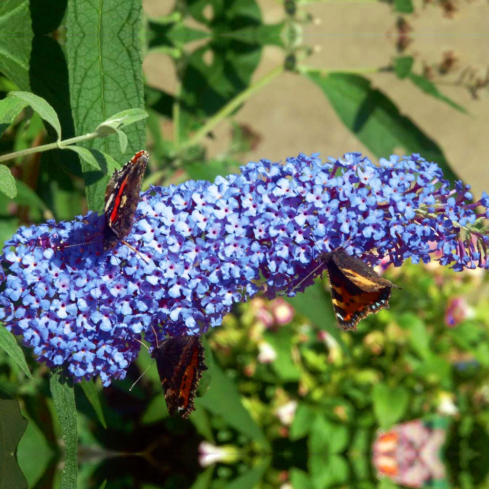 Blue Buddleia Flower Seeds for Planting Seasonal Bloomer Heirloom & GMO Free Seeds for Home Garden
Sale