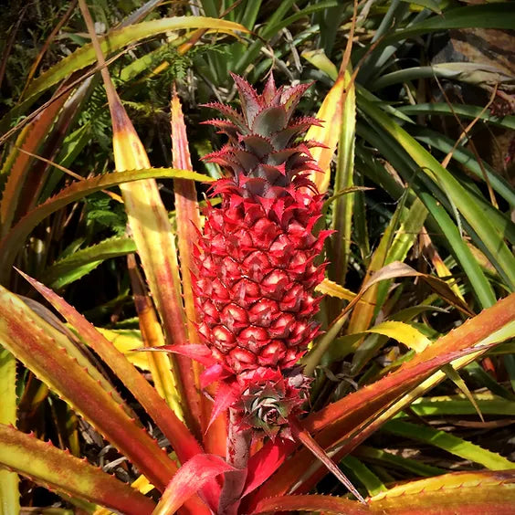 Red Pineapple Seeds for Easy Planting