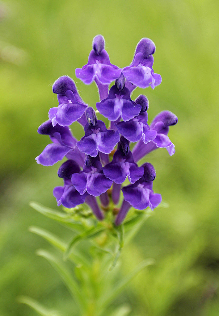 Chinese Skullcap Flower seeds for Planting - Garden Favorite, Heirloom & GMO Free Seeds for Home Garden