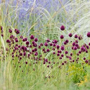 Sphaerocephalon Flower seeds for Planting - Sun Loving, Heirloom & GMO Free Seeds for Home Garden