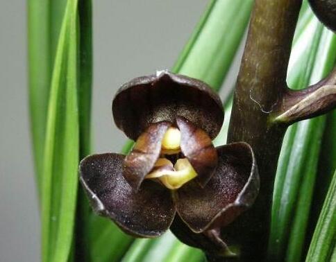 Cymbidium Flower seeds for Planting - Long Bloom Season, Heirloom & GMO Free Seeds for Home Garden