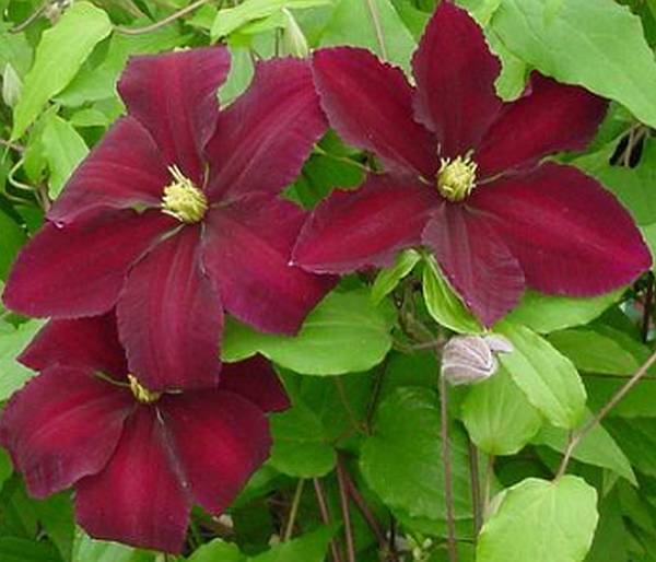 Maroon Clematis Flower seeds for Planting - Drought Tolerant, Heirloom & GMO Free Seeds for Home Garden