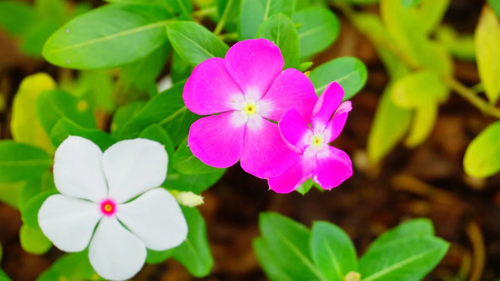 Lizzie Flower seeds for Planting - Wildflower Mix, Heirloom & GMO Free Seeds for Home Garden